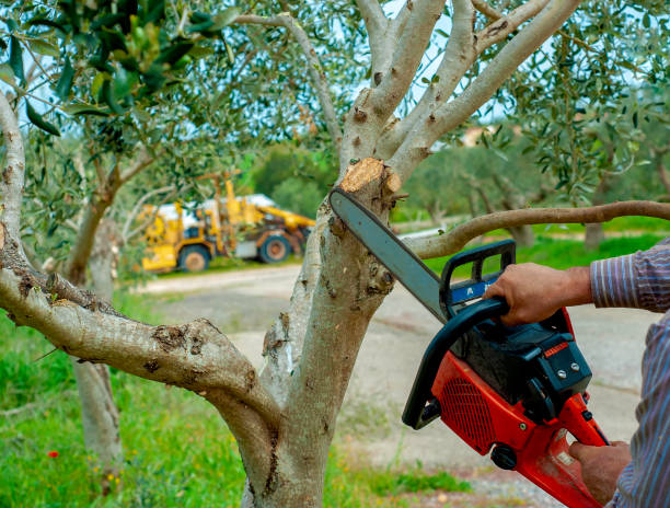  Warrington, FL Tree Service Pros